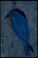 : Sialia currucoides; Mountain Bluebird