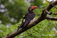 : Tockus alboterminatus; Crowned Hornbill
