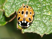 Anatis ocellata - Eyed Ladybird