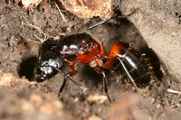 Camponotus ligniperdus