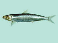 Etrumeus teres, Round herring: fisheries
