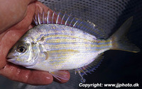 Lagodon rhomboides, Pinfish: fisheries, gamefish, bait