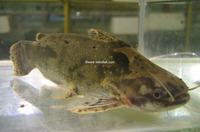 Trachelyopterus galeatus, : fisheries, aquarium