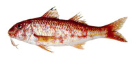 Mullus argentinae, Argentine goatfish: fisheries