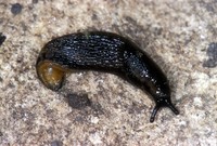 Arion hortensis - Small striped slug