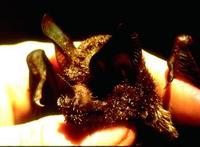 Image of: Trachops cirrhosus (fringe-lipped bat)