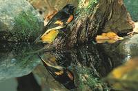 Setophaga ruticilla - American Redstart