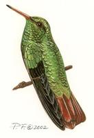 Image of: Amazilia tzacatl (rufous-tailed hummingbird)