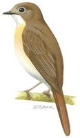 Image of: Rhinomyias olivaceus (fulvous-chested jungle flycatcher)