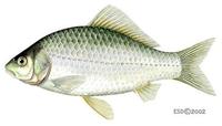 Image of: Carassius auratus (goldfish)