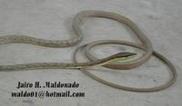 Image of: Oxybelis aeneus (brown vine snake)