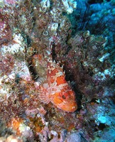 Scorpaena maderensis - Madeira Rockfish