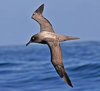 ...... and this, a graceful Light-mantled Albatross. We hope to see you on one of our fantastic adv