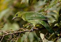 Lesser Green Leafbird Juvenile?
