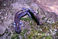 : Ambystoma laterale; Tremblay's Salamander