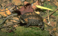 : Breviceps montanus; Mountain Rain Frog