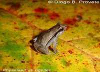 : Physalaemus spiniger; Iguape Dwarf Frog