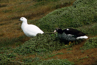 : Cloephaga hybrida; Kelp Goose