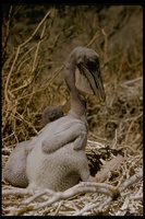 : Pelecanus occidentalis; Brown Pelican