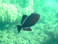 : Melicthys niger; Black Triggerfish