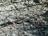 : Callisaurus draconoides rhodostictus; Western Zebra-tailed Lizard