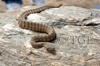 : Crotalus tigris; Tiger Rattlesnake