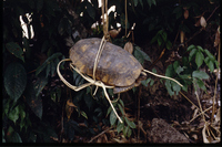 : Geochelone denticulata; South American Yellow-footed Tortoise