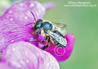 : Megachile sp.; Leafcutter Bee