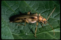 : Ortholeptura valida; Long-horned Beetle
