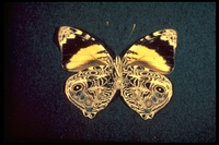 : Smyrna blomfildia; Blomfild's Beauty Butterfly