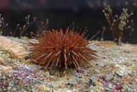 : Strongylocentrotus franciscanus; Red Sea Urchin