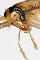 Blattella germanica - German Cockroach