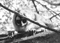 Azara's owl monkey (Aotus azarae azarae)