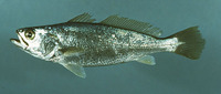 Cynoscion nothus, Silver seatrout: fisheries