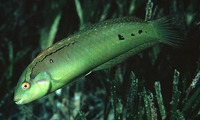 Novaculichthys macrolepidotus, Seagrass wrasse: aquarium