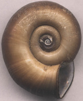 Planorbarius corneus - Great Ramshorn Snail