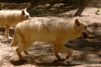 Canis lupus hudsonicus - Hudson Wolf