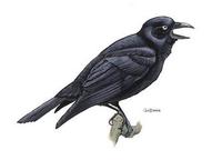 Image of: Corvus orru (Torresian crow)