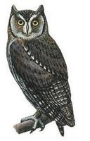 Image of: Otus scops (Eurasian scops owl)