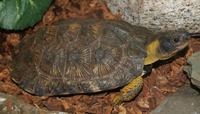 Image of: Clemmys insculpta (North American wood turtle)