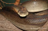 Morelia amethistina - Barneck Scrub Python