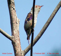 Violet Cuckoo - Chrysococcyx xanthorhynchus