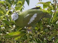 Grey-headed Fruit Dove - Ptilinopus hyogastrus