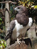 Black-breasted Snake-Eagle - Circaetus pectoralis