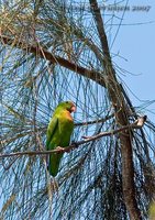 Philippine Hanging-Parrot - Loriculus philippensis