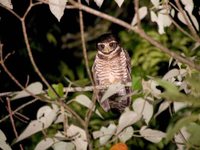 Band-bellied Owl - Pulsatrix melanota