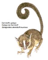 Demidoff's galago