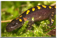 : Ambystoma maculatum; Spotted Salamander