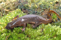 : Ommatotriton vittatus ophryticus; Southern Banded Newt