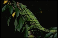 : Calumma globifer; Will's Chameleon